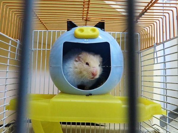 Hamster in a cage in a blue ball