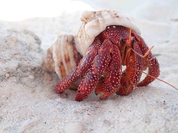 Hermit crab in a white shell