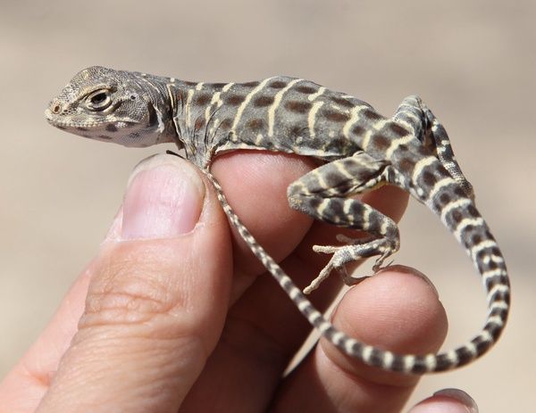 Lizard perched on man's hand