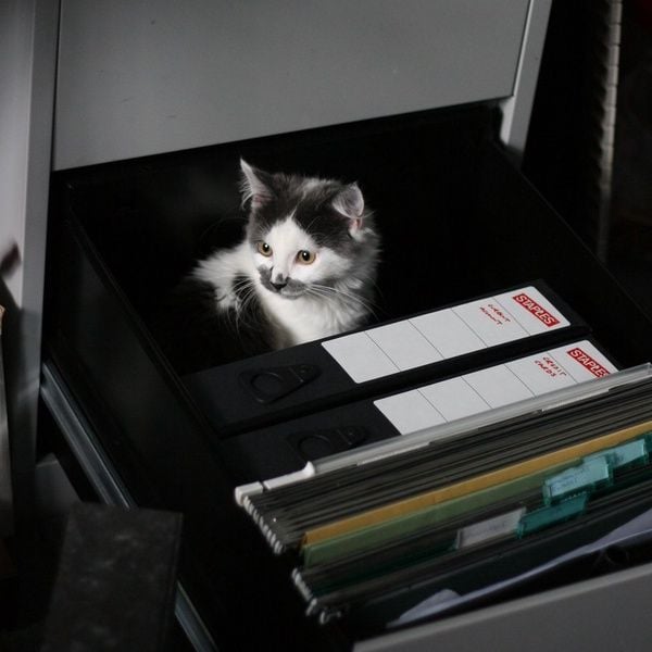 Gray and white cat inside a file cabinet drawer
