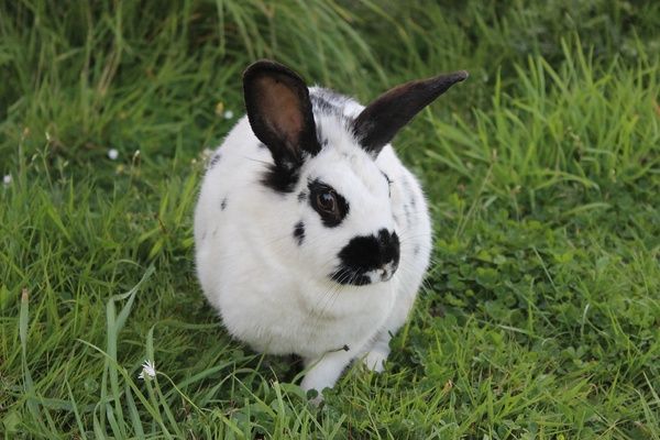 White and black spotted rabbit in grass